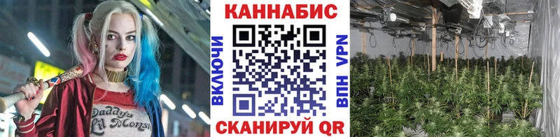 Канабис гибрид  Тотьма 